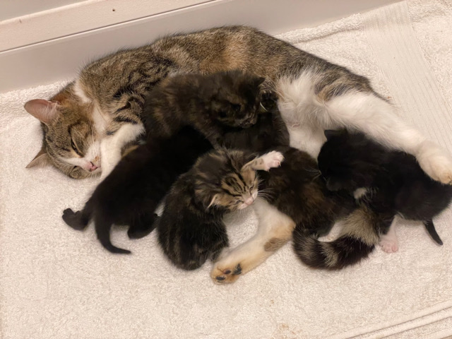 Maine Coon – Maine **** / bengal X kittens for sale