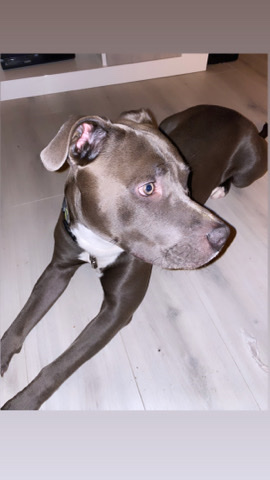 Staffordshire Bull Terrier – American Staffordshire Terrier