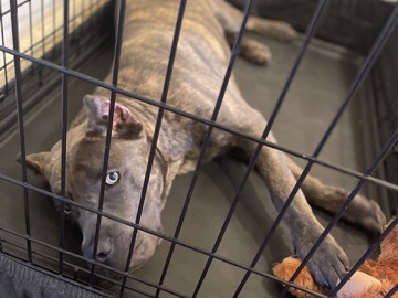 Mixed Breed – This is (PRINCE) Cane Corso/Presa canerio – Norfolk