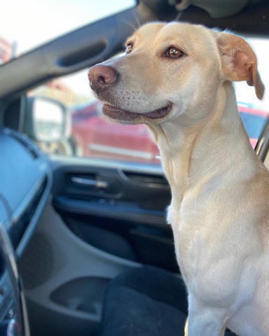 Labrador Retriever – Roe