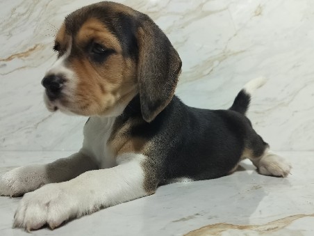 Beagle - Beagle Male and Female available for adoption in Sharjah