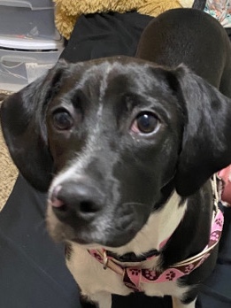 Boston Terrier – Rehoming for Cookie (4 month old puppy)