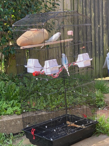 Budgerigar – beautiful birds for sale