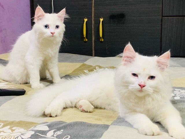 Persian (Modern) – cats white colour