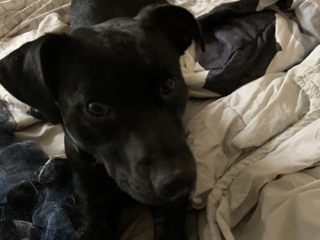 Labrador Retriever – rehome Bon Bon lab retriever mix