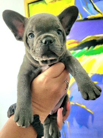 petshome%2Fadverts%2FRIZV8wa1ocArU5bsqEIa%2Fmain image