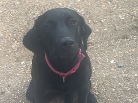 Labrador Retriever - roxy  available for adoption in Welwyn Garden City