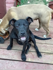Lab mix pup