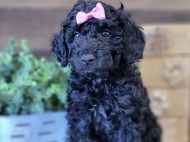 Bouvier des Flandres – mini labradoodle puppy – Dillsburg