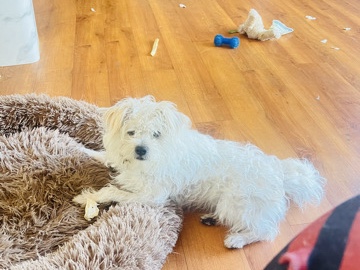 Maltese – rehome puppy