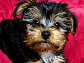 Yorkshire Terrier – male toy yorkie – Rancho Cucamonga