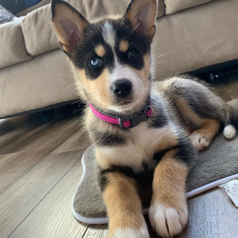 Siberian Husky – Siberian husky for sale