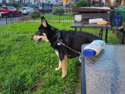 German Shepherd – Reggie/ German Shepard – Philadelphia