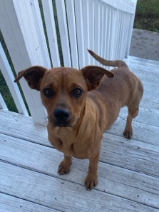 American Pit Bull Terrier – pitbull mix