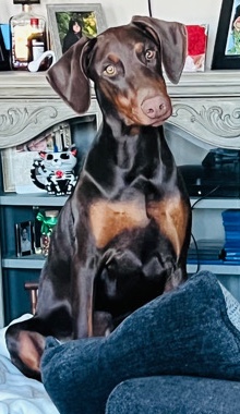 Doberman Pinscher – 1 Year Old Doberman Pinscher