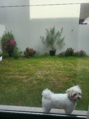 Maltese - Maltese Puppy white available for adoption in Dubai