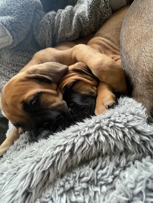 Cane Corso – came corso puppys