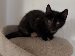 European Shorthair – 🐾 Zwei liebevolle Babykatzen (11 Wochen) suchen ein schönes Zuhause 🐾 – Vreden