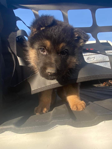 German Shepherd – German Shepard puppy