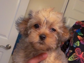 Poodle - female yorkipoo available for adoption in Syracuse