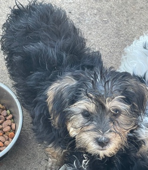 Yorkshire Terrier – YorkiePoo Puppies