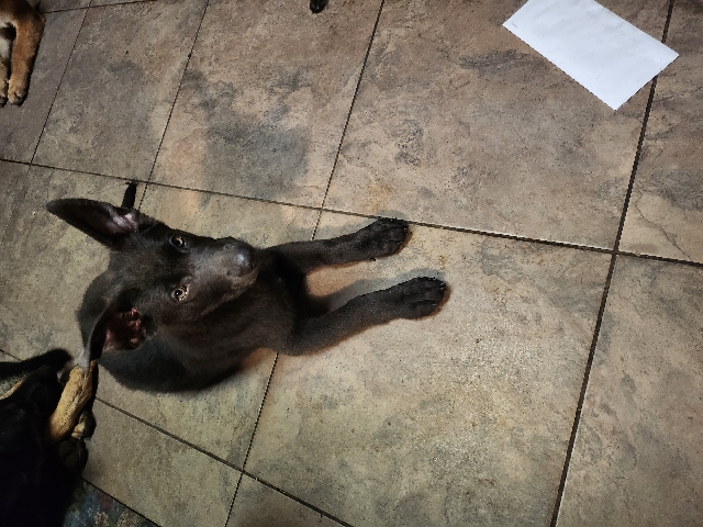 German Shepherd – German shepherd puppie