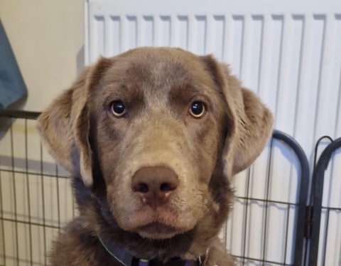 Labrador Retriever – lab cross Newfoundland girl