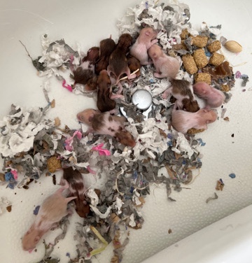 hamster – Selling Syrian hamster babies