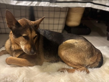 Mixed Breed – Urgent Foster Care asap 6 -7 months – Dubai