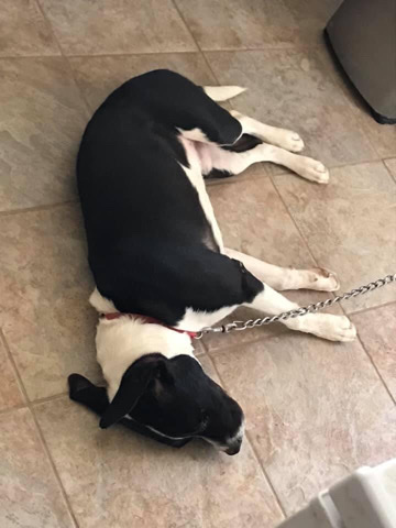 American Pit Bull Terrier – Pet to a good home