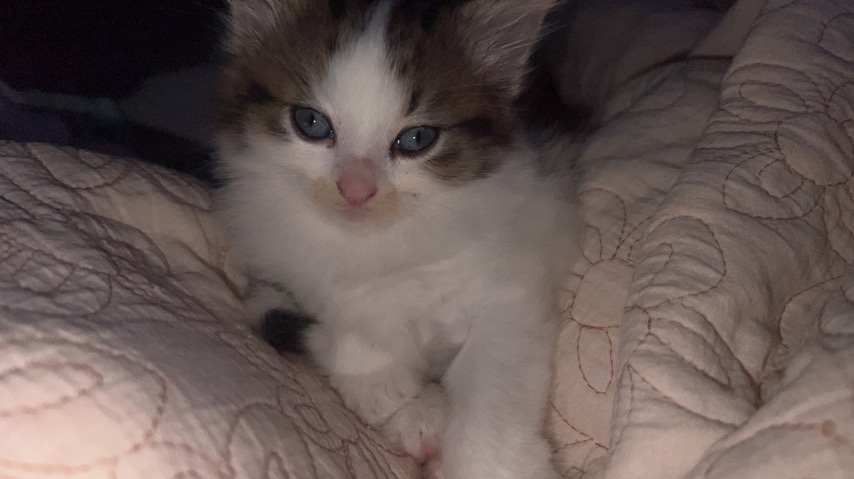 Russian White, Black and Tabby – Kittens for sale