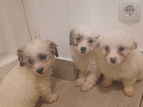Bichon Frise - ✨ Süße Bichon Frisé Welpen – 1 Rüde & 2 Hündinnen abzugeben ✨ available for adoption in Plauen
