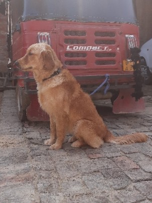 Golden Retriever – golden retriever female