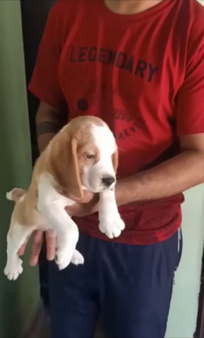 Beagle – Lemon colour Beagle male puppy