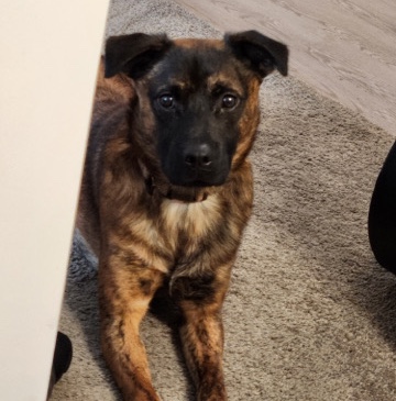 Mountain Cur – Sweet boy needing rehomed
