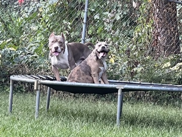 American Pit Bull Terrier – American bully puppies – Conyers