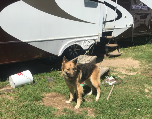 German Shepherd – 2year old German shepherd