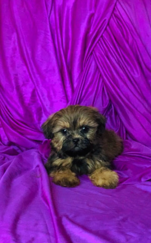 Shih Tzu – Bigboy