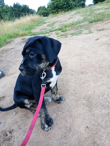 Cane Corso – 9 week old cane corso puppy