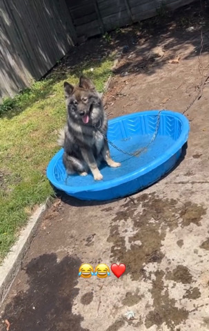 Siberian Husky – my dog need a new home