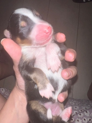 Australian Shepherd – Australian Shepherd puppies for sale