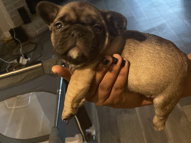 French Bulldog - French Bulldog Dog Available  available for adoption in Dallas