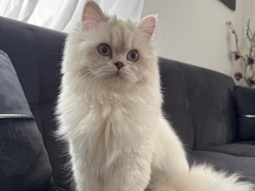 British Longhair – Liebevolle Katze, geb. 01.09.2025, sucht neues Zuhause 🐱❤️“ – Augsburg