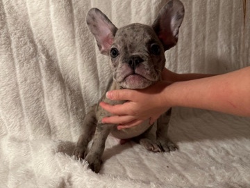 French Bulldog – Frenchies available today – Indio