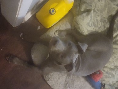 American Pit Bull Terrier – free, pickup only – Riverdale