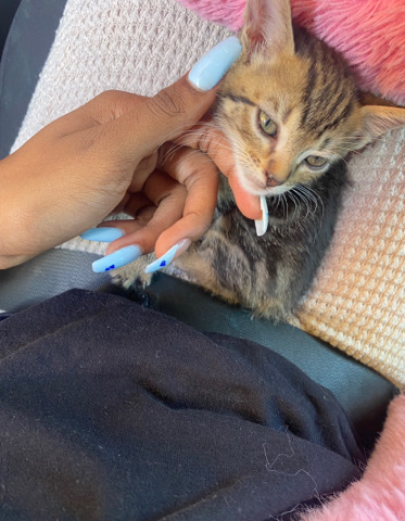 Russian White, Black and Tabby – Zola needs a new home!
