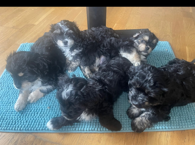 Dachshund – ready now🐶only 3 out of 8 pups left🐶