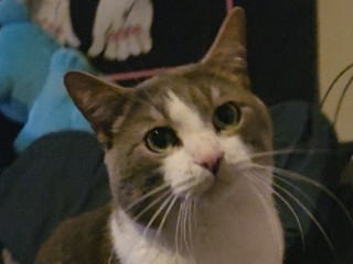 American Shorthair – Rehoming Milo – Roanoke
