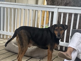 Bloodhound – Bloodhound mix rehome – Michigan City