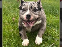 American bully puppies 